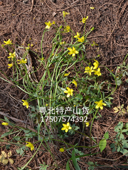 ysyc-017 规格: 斤 类型: 野生草药 电话: 17507574392 产品详情 猫爪